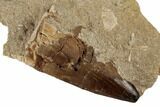 Huge, Mosasaur (Prognathodon) Tooth In Rock - Morocco #192500-2